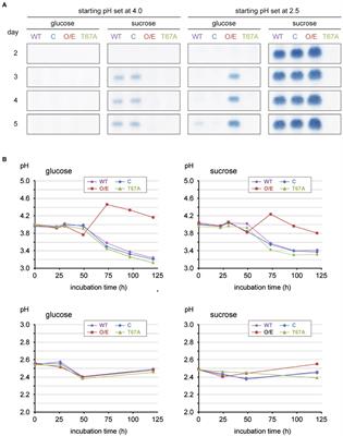 Regulatory mechanism of trichothecene biosynthesis in Fusarium graminearum